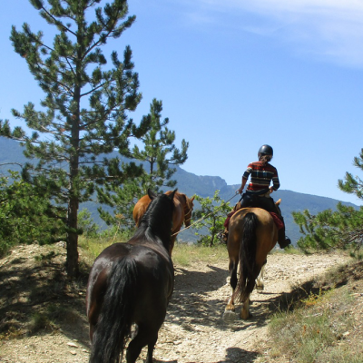 Equisens
